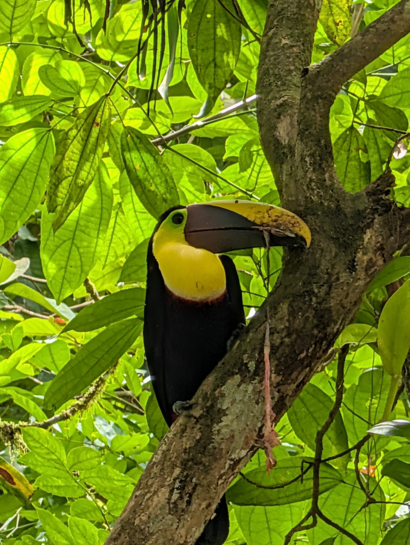 Tukan
