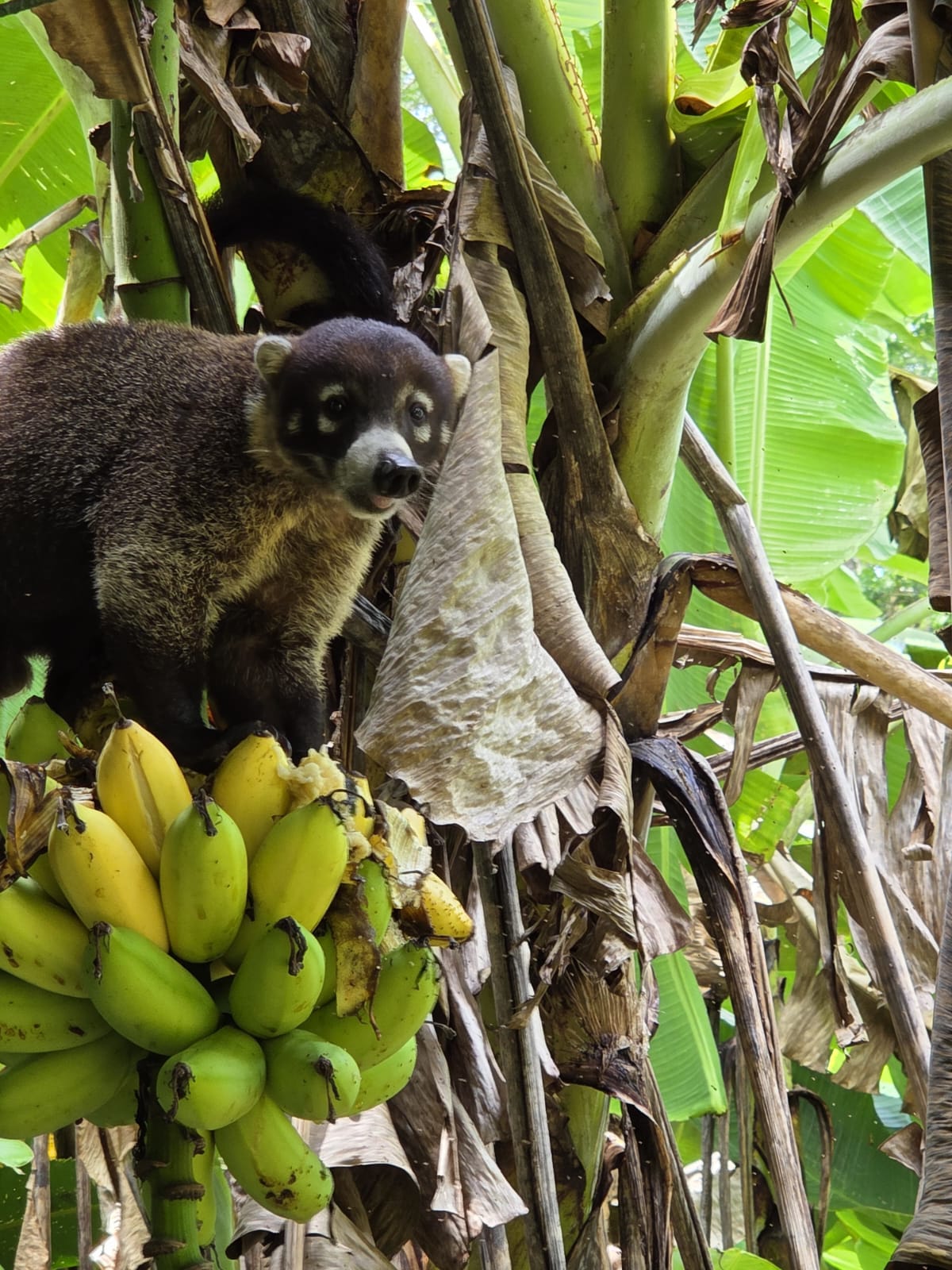 Nasenbär auf Dschungelwanderung