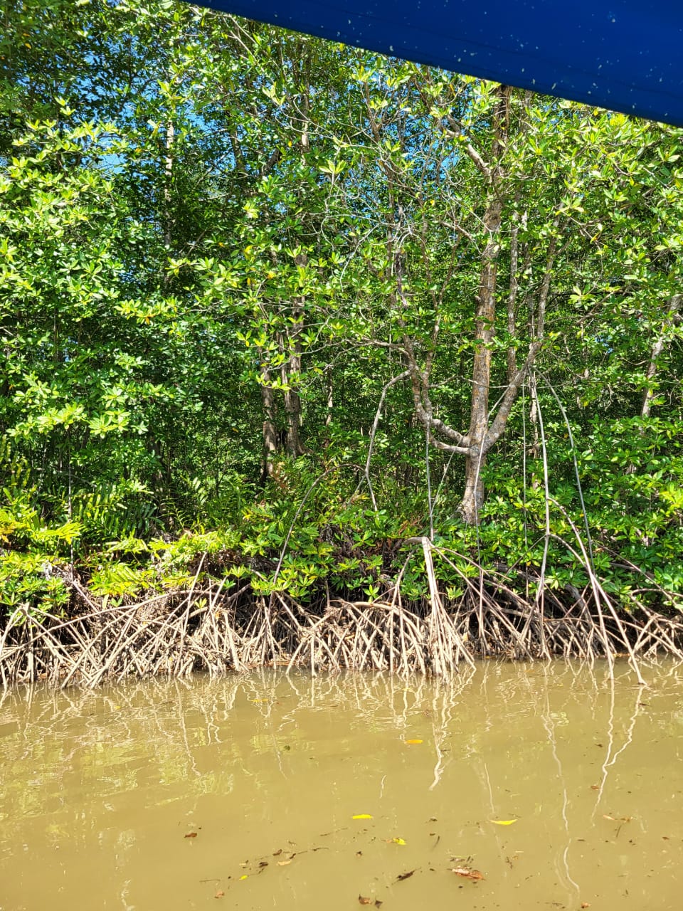 Mangroven im Rio Terraba