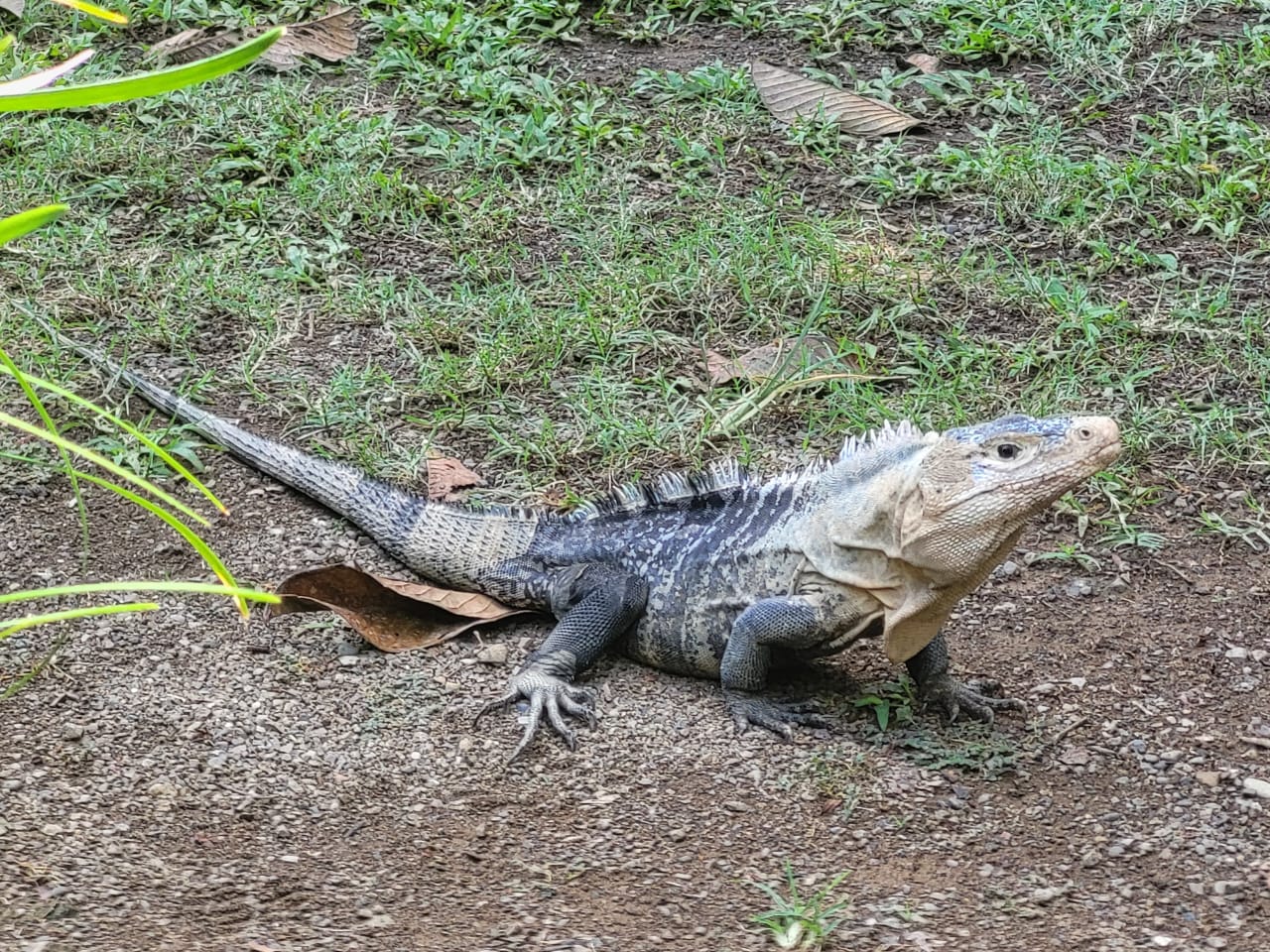 Leguane überall